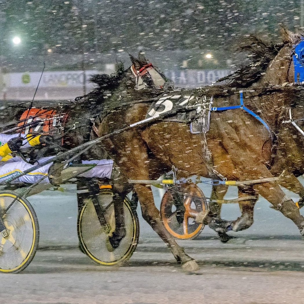 Live Harness Racing 1